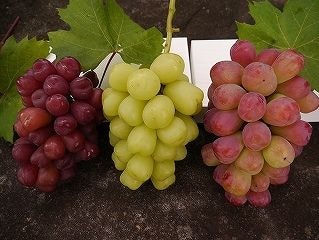 ぶどう新品種3種セット
