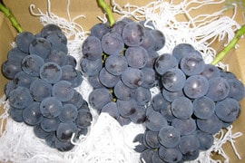 山梨のぶどう小林農園にこっと種無しピオーネ